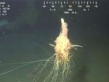 unknown-1