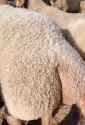 1729766399860790_thumb.jpg