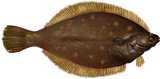 Thread 213723336 OP Image