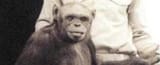 722-oliver-humanzee-chimp-hybrid-x_600