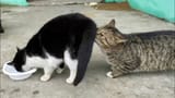 einoslickinganimal