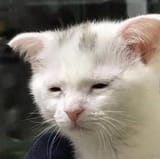 tired cat