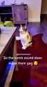 sound that makes cats gag_thumb.jpg