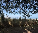 IMG_0015