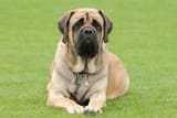 Mastiff-laying-in-the-grass-outdoors
