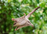 sugar glider