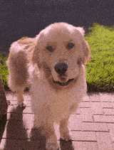golden-retriever-walking-away