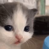 1733651624759479
