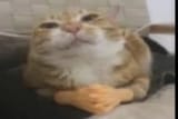 cat hmm