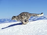 schneeleopard