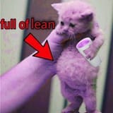 kot_lean