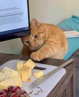 Cat cheese