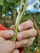 teosinte