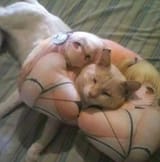 kot with pillow