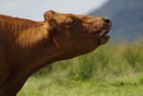 cow-mooing-in-the-field