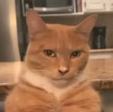 catto