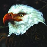 hawk is howling -- mogwai