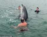 101184711-14996861-The_dolphin_stood_up_in_the_water-m-142_1755092731906