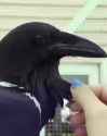 Crow_thumb.jpg