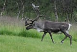 Reinbukken_på_frisk_grønt_beite._-_panoramio