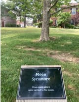 moon sycamore