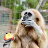 gibbon
