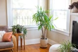 indoor-palm-plants-4177017-08-499e13fcd5034562adbe92963e98e320