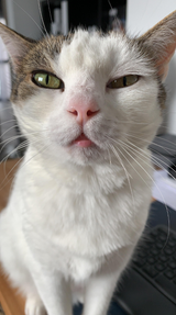 catcam