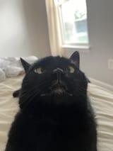 show-me-the-weirdest-photo-of-your-cat-v0-mu8ltgeqapzd1