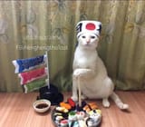 japan kot 2