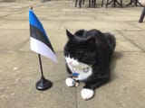 Estonia Cat