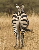 butt-zebra-deidre-elzer-lento