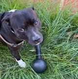 brazilian gym dog