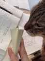 cat book sniffs_thumb.jpg