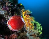 echinodermes-pomme-de-mer-pseudocolochirus-violaceus-03-628690567