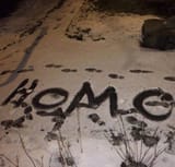 homo