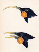 250px-Huia-heads