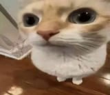Thread 213857200 OP Image