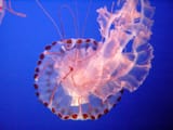 Sea_Nettle_Jelly_1