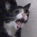 Crying_Cat_screaming