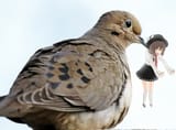 RenkoKidnappedByBird