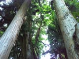 maemiya 3