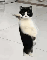 cat dance
