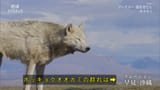 地球ドラマチック　プレデター　捕食者たち〜オオカミ〜_20250524-192244