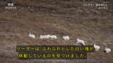 地球ドラマチック　プレデター　捕食者たち〜オオカミ〜_20250524-192319