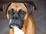 BOXERMI