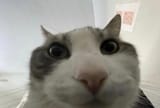 1733538940085468