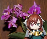 Phal. Sogo Yenlin &#039;Coffee&#039;