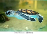 baby-turtle