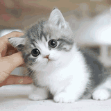 cute-pussy-cat